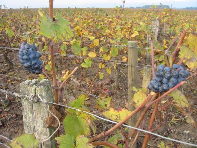 Pinot Noir Grape Bunches.